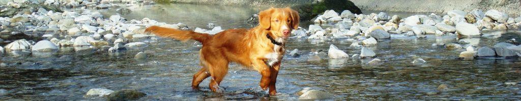 Kindergartenhund Nova.jpg