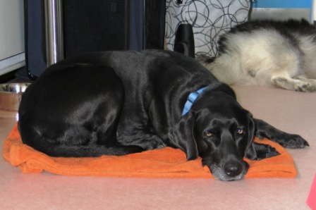 0711 Jui 14.AK Schulhund Treffen 009.jpg