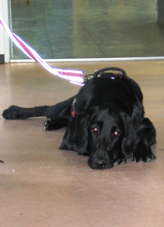 0711 Jui 14.AK Schulhund Treffen 005.jpg