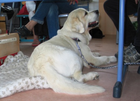 0711 Jui 14.AK Schulhund Treffen 007.jpg