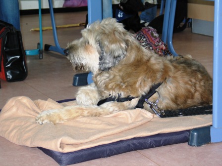 0711 Jui 14.AK Schulhund Treffen 006.jpg