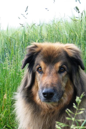 0511Kimba im Mai 118k.jpg