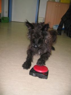 Bitou mit Talker.jpg