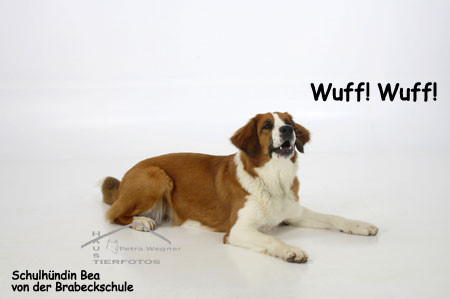 Wuff Bea.jpg