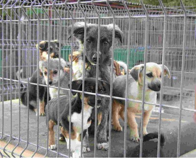 Welpen im Zwingerweb.jpg