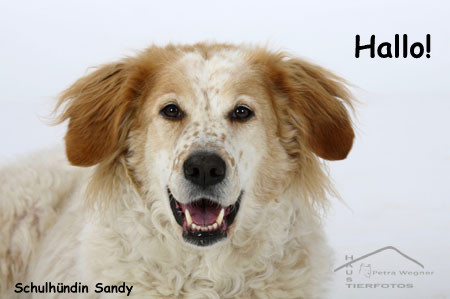 Hallo Sandy.jpg